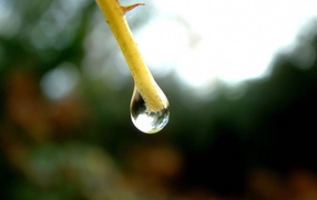 Капля на конце ветки