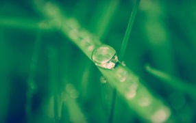 Капля воды стекает по травинке