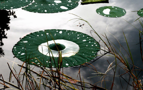 Круглые листья на воде