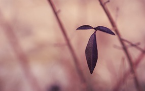 Черные листья на розовом фоне