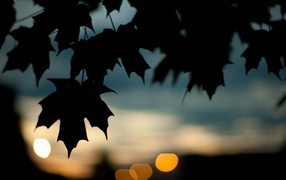 Черные силуэты кленовых листьев