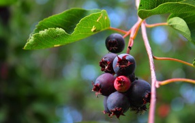 Кисть ягод черники на кусте