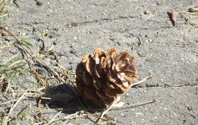 Шишка на земле