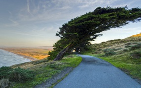 Кипарис на побережье