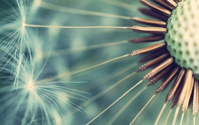 Семена одуванчика крупным планом