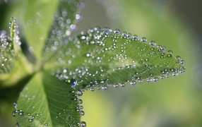 Dew drops on green leaves