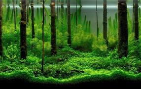 Разные водоросли в домашнем аквариуме