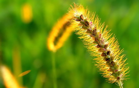 Пушистый колосок