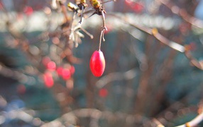 Плод шиповника на ветке