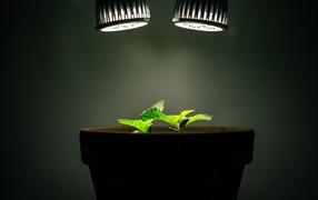 Ростки под искусственным освещением