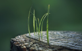 Ростки травы из пенька