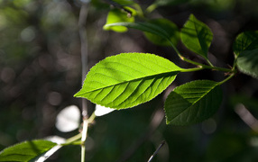 Зеленый лист на солнце