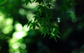 Зеленые листья, надпись иероглифы