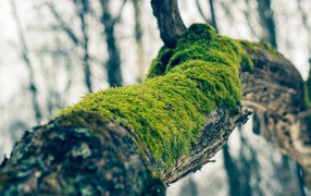 Зеленый мох на толстой ветке дерева