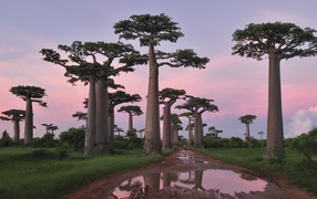 Роща баобабов в Африке