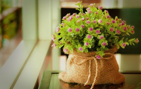 Домашние цветы в мешочке