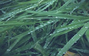 Макро фото росы на траве