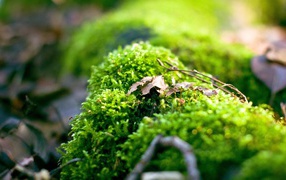 Макро фото зеленого мха