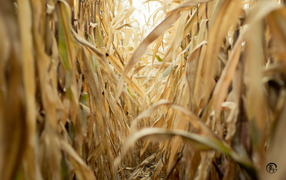 Проход в зарослях сухой кукурузы