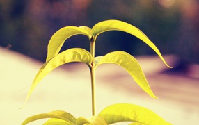 Лепестки растения папайя