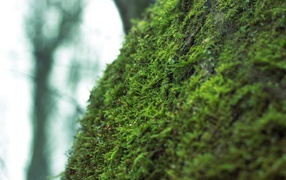 Фото мха крупным планом