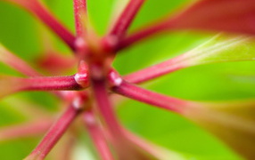 Розовые стебли растения