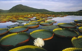 Растения плавают в воде озера