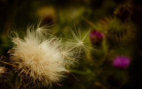 Пух дикого растения