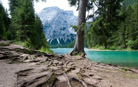 Мощная корневая система у дерева