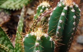 Колючие зеленые кактусы