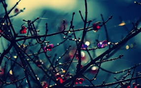 Красные цветы на голых ветках