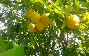 Спелые лимоны на ветках