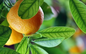 Спелый апельсин на ветке среди зелени