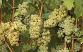 Созревший белый виноград