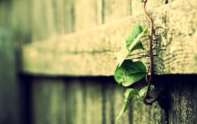Росток вьется по деревянному забору