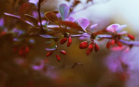 Маленькие красные ягоды на ветке