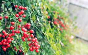 Маленькие красные ягоды на кустах