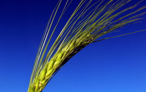 Колос на синем фоне