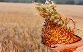 Колоски и ромашки в соломенной корзине