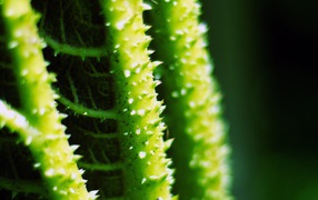 Колючки на зеленых стеблях растения