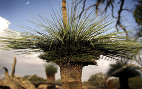 Оригинальные деревья