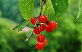 Гроздь полупрозрачных вишен