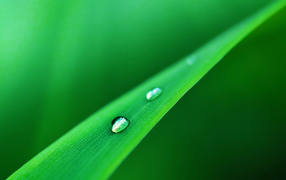 Капли стекают одна за одной по травинке