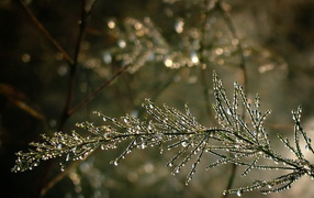 Капельки воды на ветке дерева