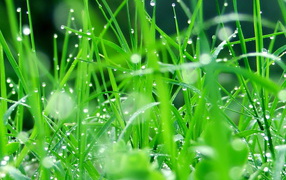 Капли воды на зеленой траве