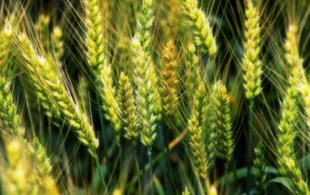 Молодые зеленые колоски пшеницы