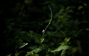 Молодой росток тянется к свету