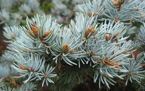 Ветки хвойного дерева