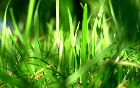 Зеленая трава в лучах солнца