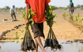 Человек несет саженцы